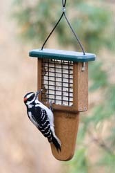 EcoTough Tail Prop Suet Feeder