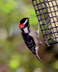 Downy Wdpkr on suet Downy Wdpkr on suet