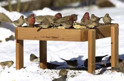 Ground Feeder Ground Feeder